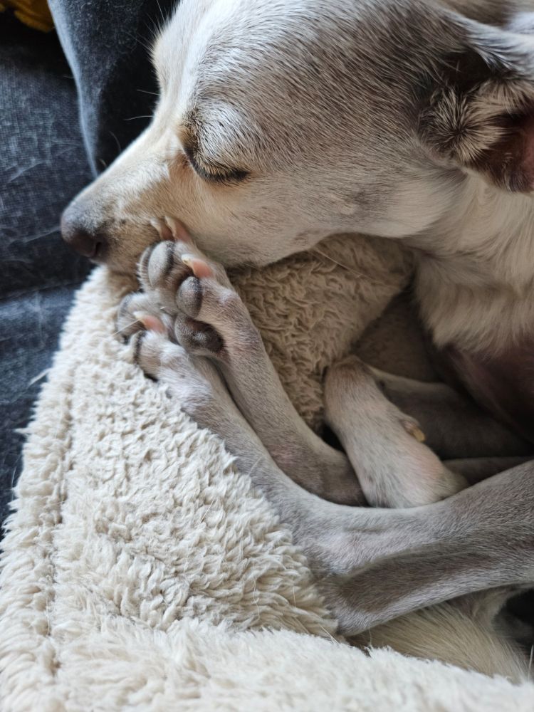 A little white sleeping dog 