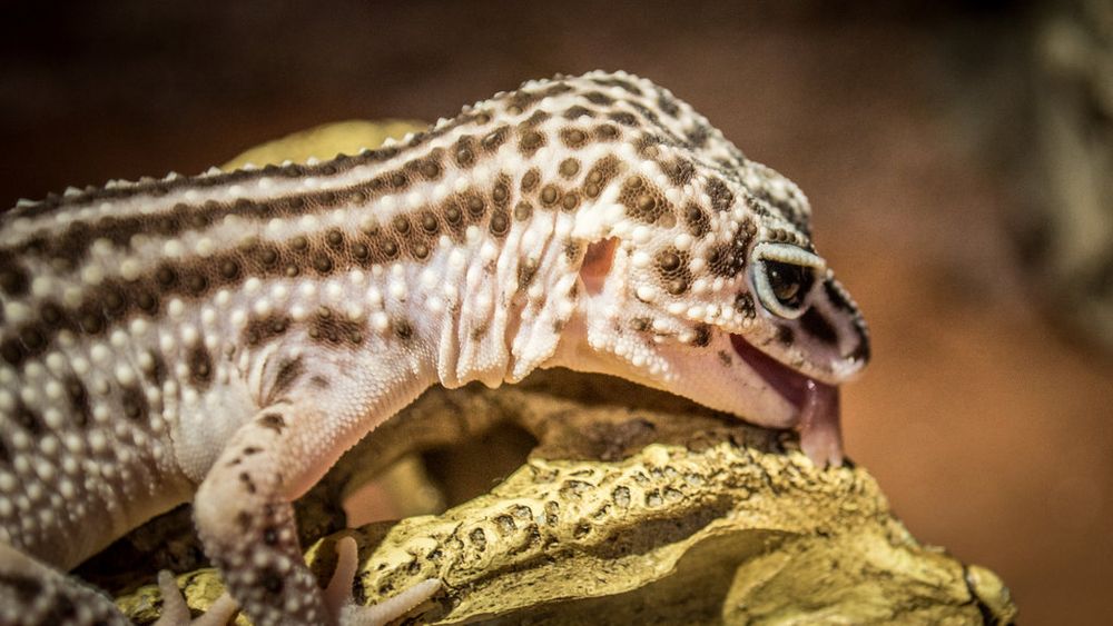 Photo of one of my leopardgeckos, her name is Pebbles
