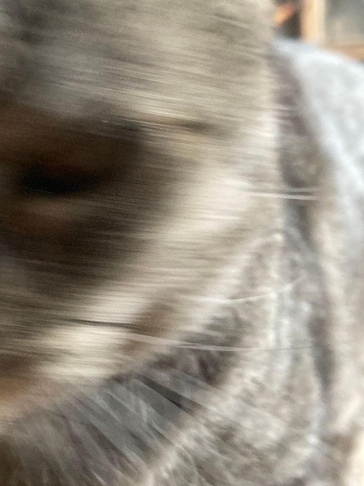 a blurry tabby cat rubbing against the phone taking the picture 