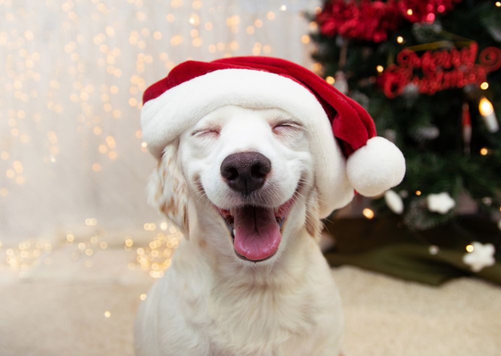Christmas is even more magical with our furry friends! 🎄🐾 Sharing some adorable dog Christmas moments to brighten your day. Let’s celebrate the season with wagging tails and festive cheer! 🐶❤️ #DogsOfChristmas #FurryFestivities #HolidayPaws #DogLoversUnite