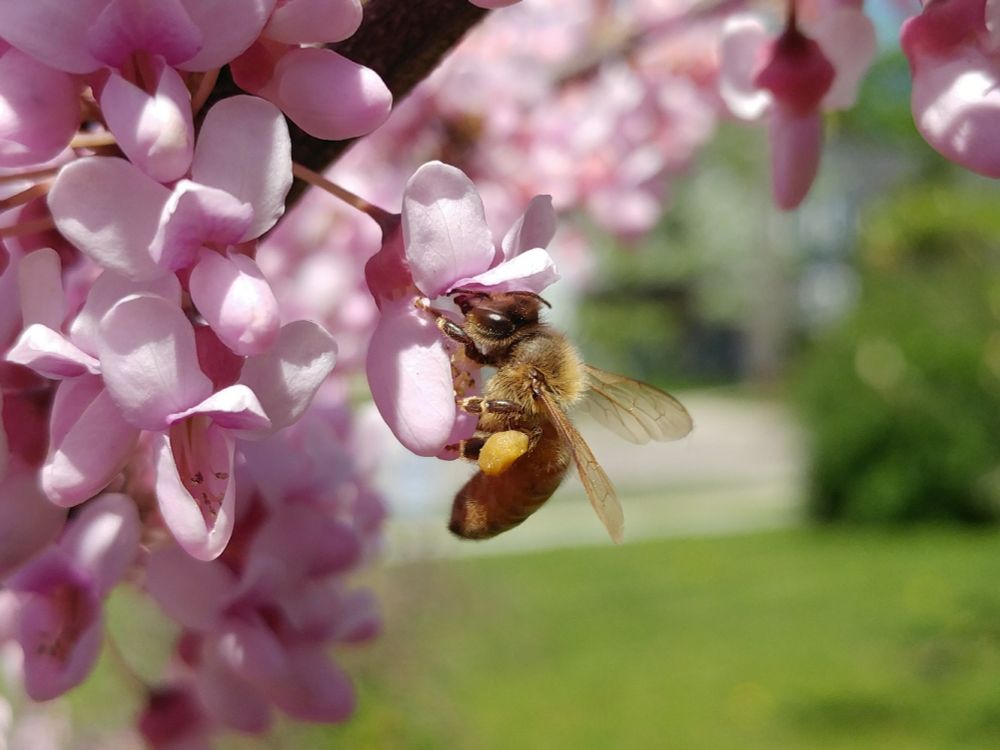 A honeybee drinking from a redbud tree