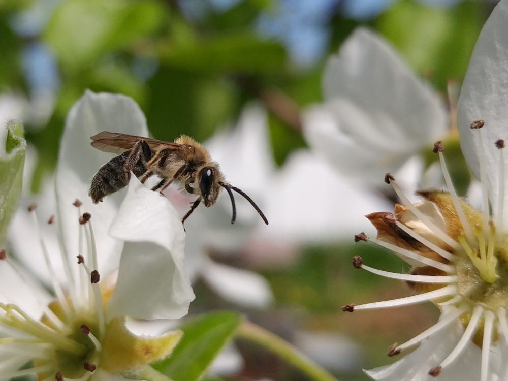 A small bee standing on the petal of a pear flower, preparing to move from there to an adjacent flower.