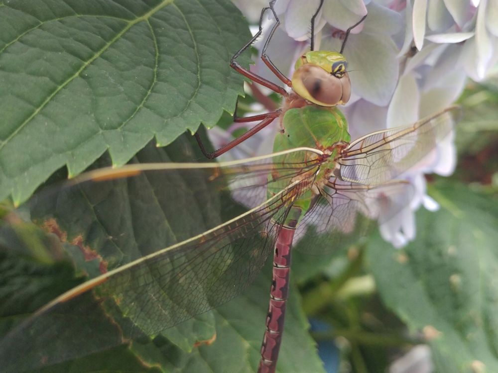 A green darner dragonfly resting on a hydrangea