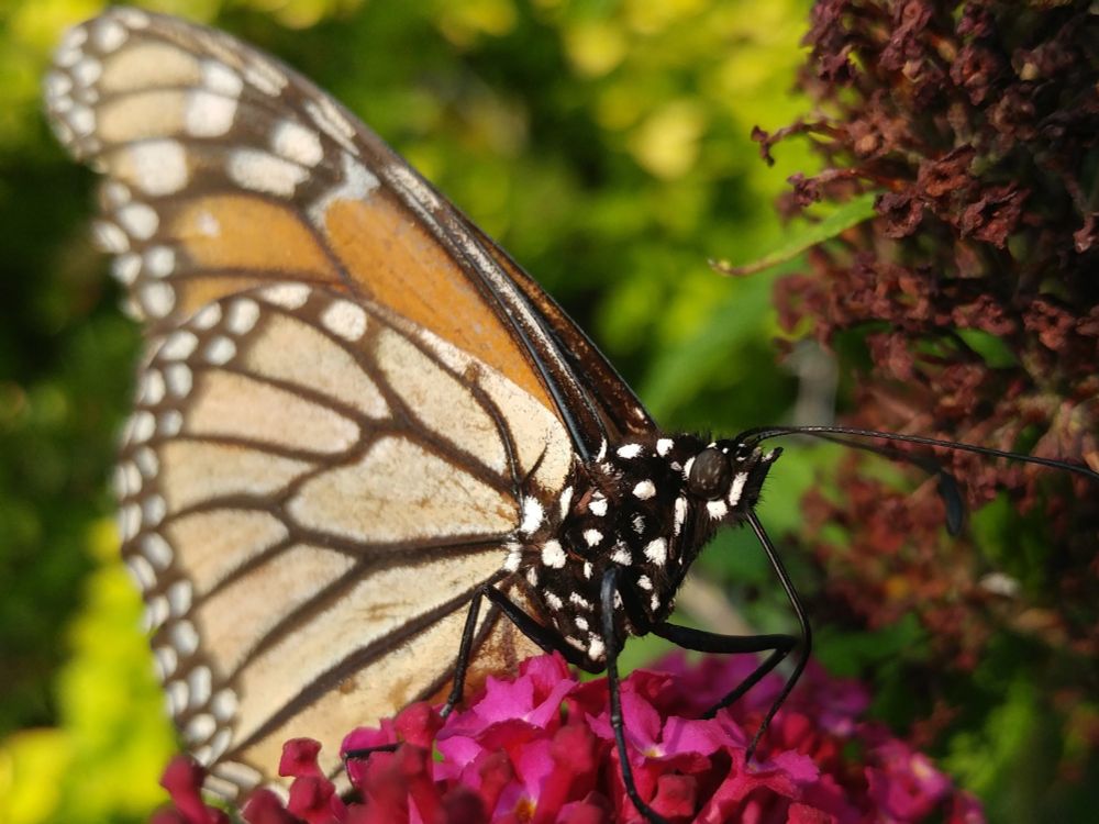 A close up shot of a monarch butterfly drinking from a butterfly bush (genus Buddleja)