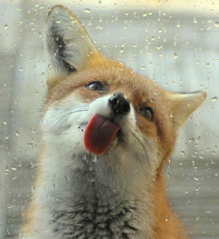 A photo of a fox licking droplets off of a pane of glass. It is making a dumb face, which the author also has