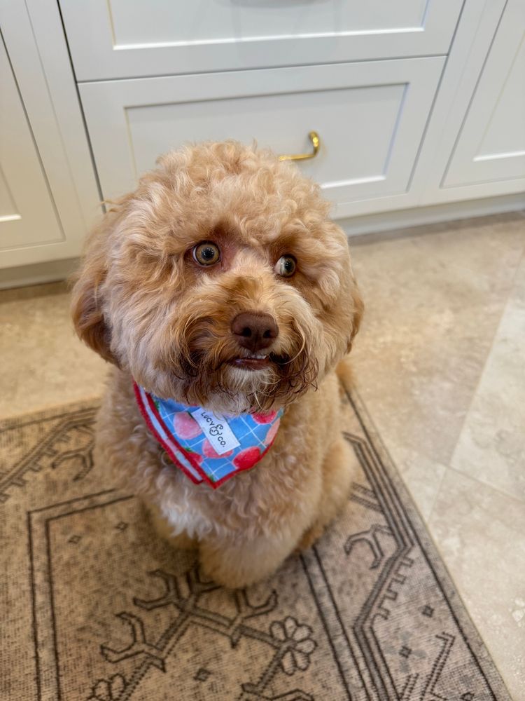 A photo showing a caramel colored Berna-doodle wearing a neck kerchief.