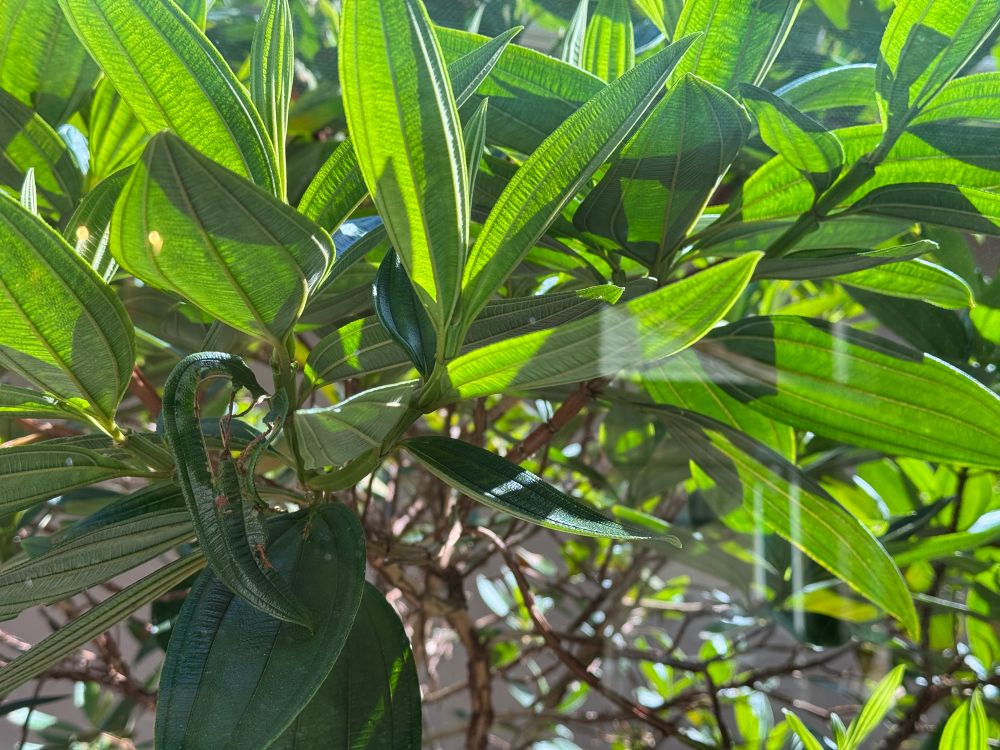 A picture of a leafy tree basking in warm sunlight.