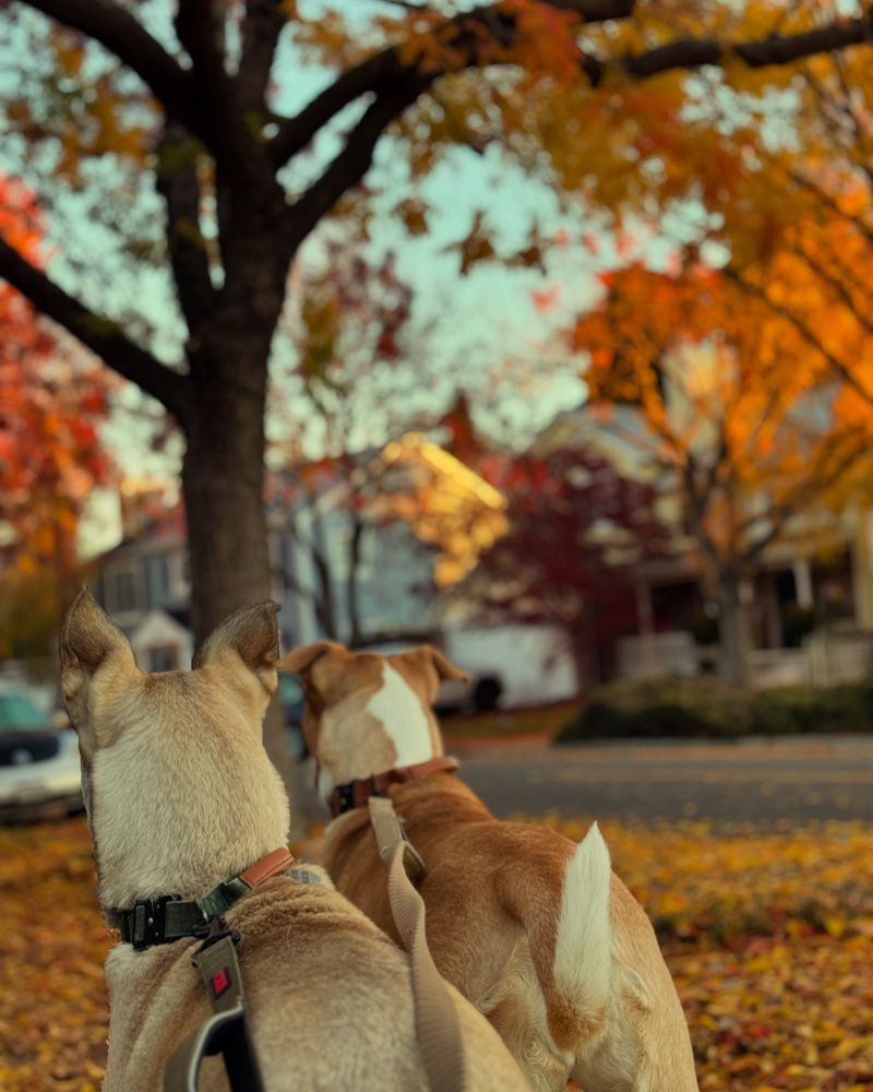 Two dogs starring at a squirrel on a fall morning walk