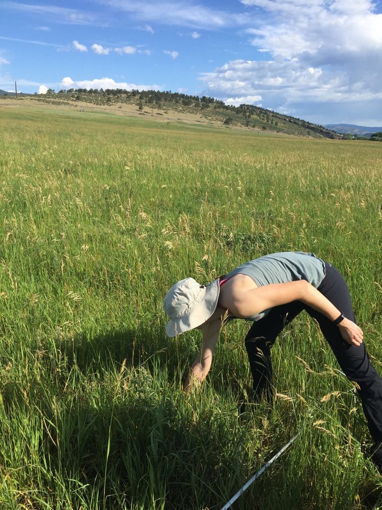 Image is a photo of lead author, Shelby McClelland, conducting a plant transect in a pasture.