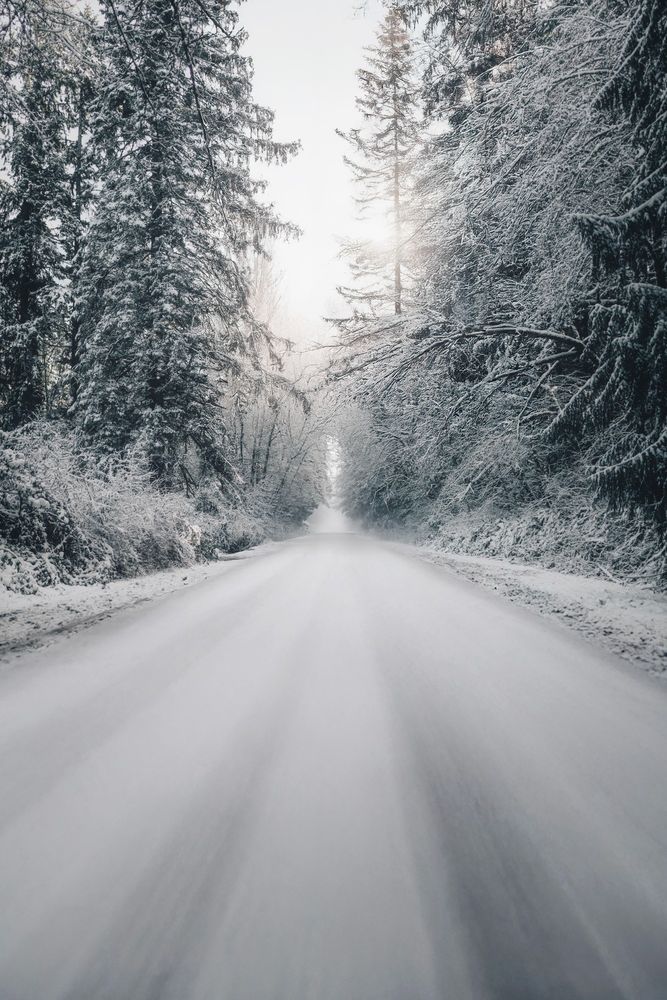 Icy remote forest road flanked by snow-covered trees on Bainbridge.