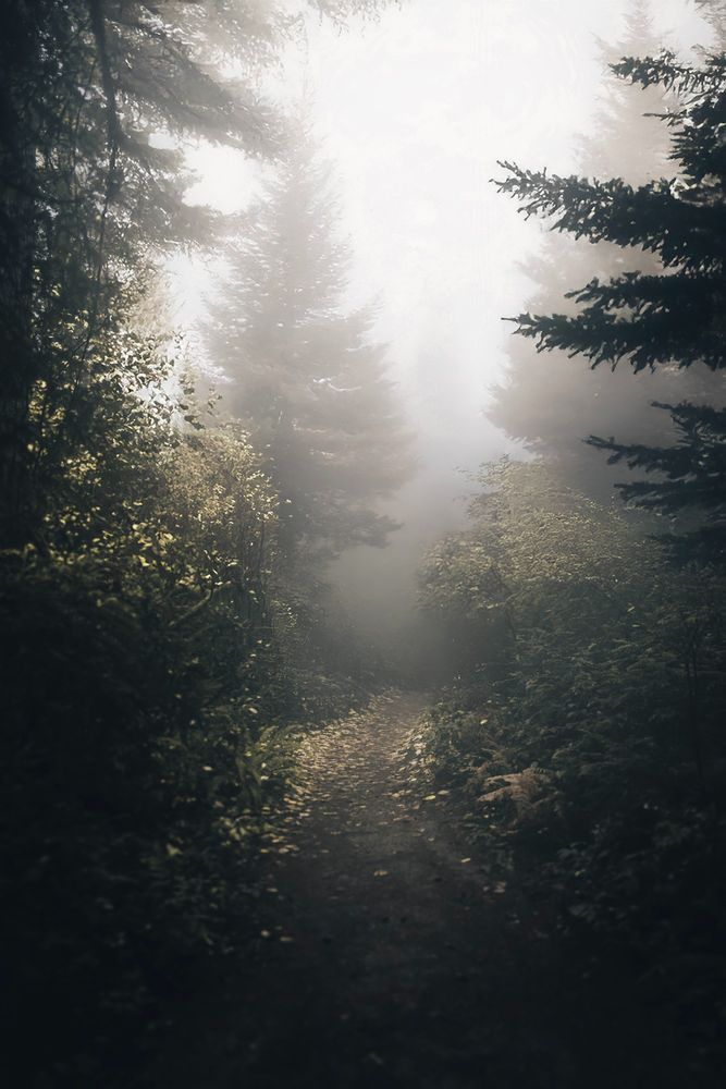 A shadowy woodland trail leading to a dense layer of mist and haze on Bainbridge.

