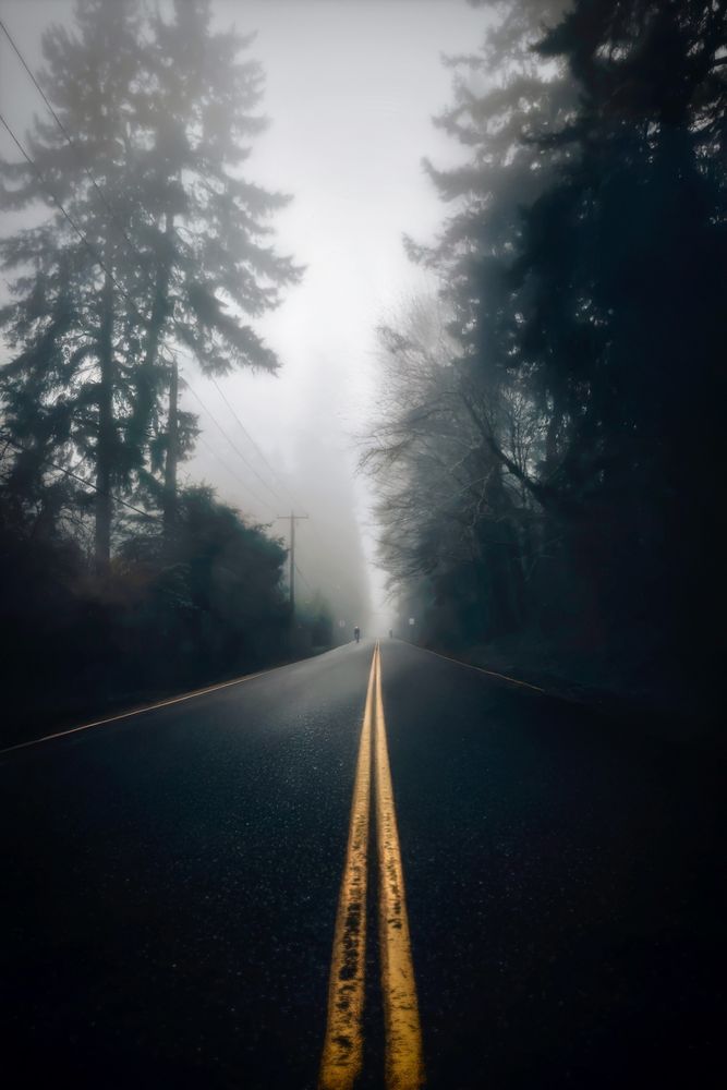Quiet forest road on Bainbridge, vanishing into dense fog early in the morning.