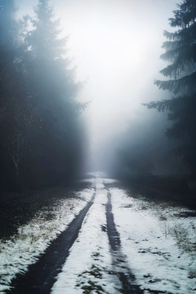 Tire tracks cut through a foggy forest clearing on Bainbridge.