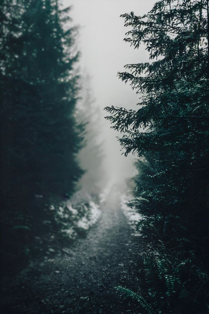 Narrow forest path on Bainbridge disappearing into thick haze.