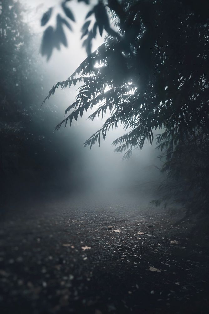 Morning light beginning to break through dense fog along a forest path on Bainbridge.