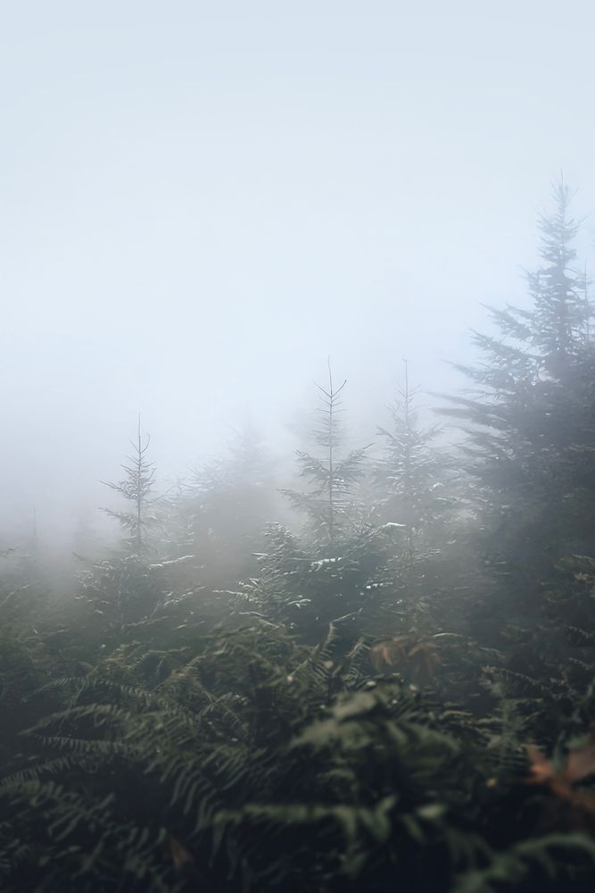 Dense fog rolling over a coniferous forest on Bainbridge with softened tree outlines.