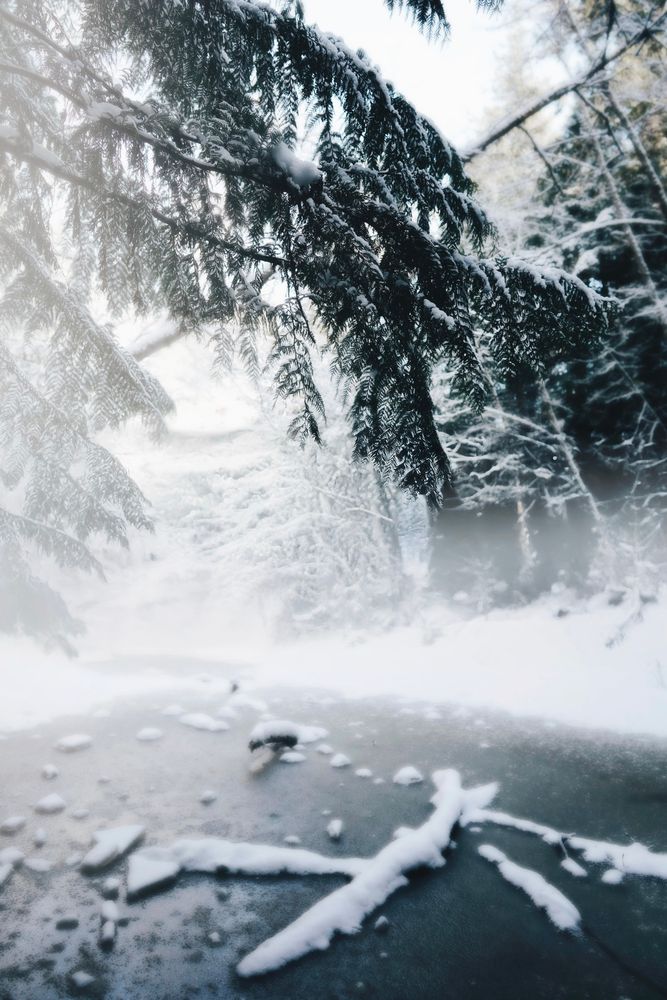 Overhanging evergreen branches dusted with snow above frozen water on Bainbridge.