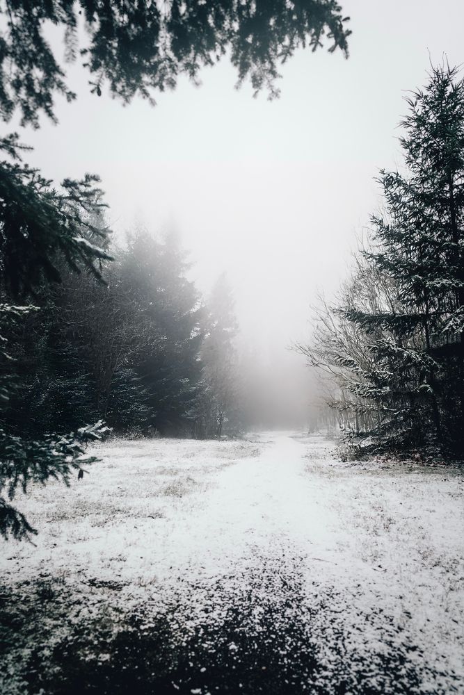 A snow-covered path stretches through a foggy woodland on Bainbridge.