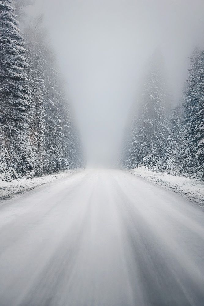 Snowy forest road on Bainbridge fading into thick haze and mist.