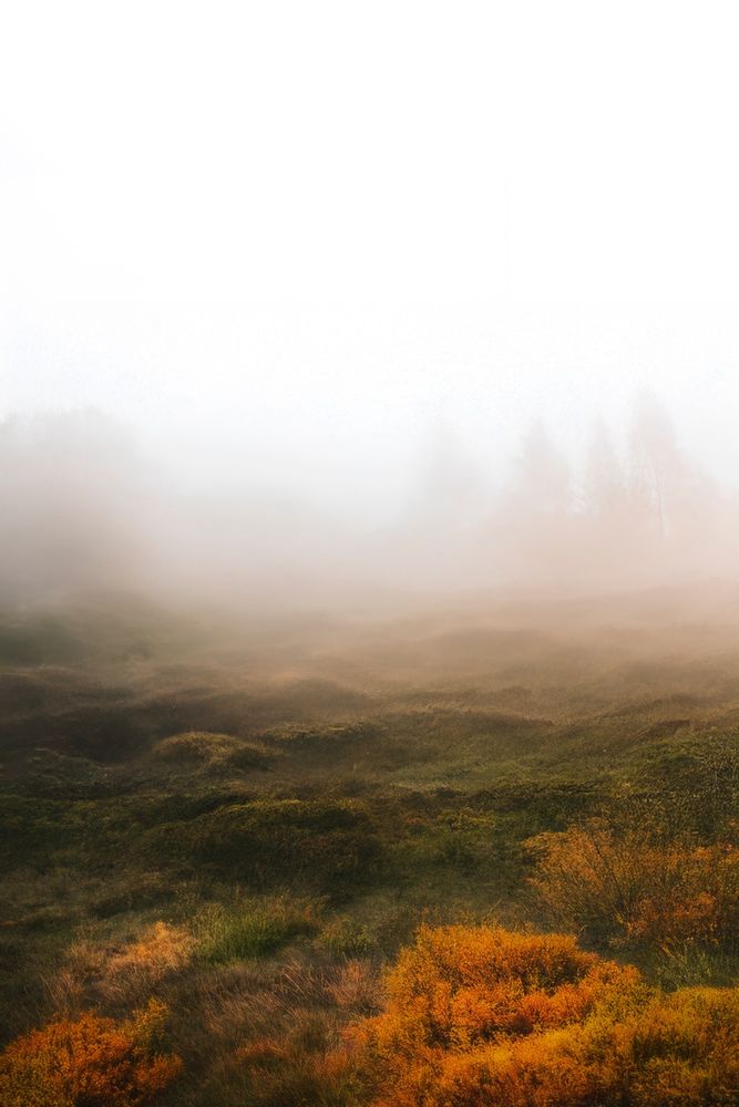 Golden-hued bushes in the foreground fade into a foggy, grassy expanse on Bainbridge.