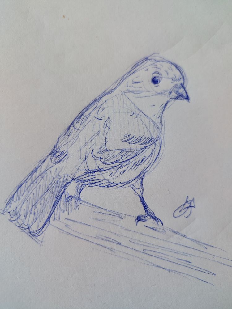 Sketch of a bird using a blue pen on paper