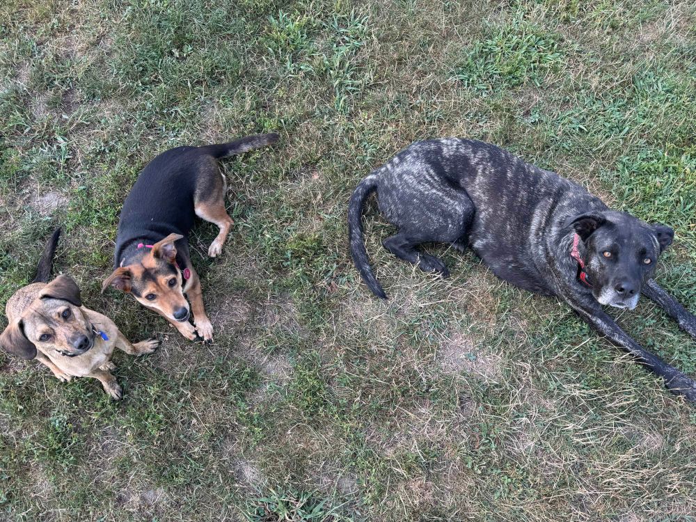 My small brown dog bob next to a slightly larger black and tan dog named frankie. Cleo is lying down off to the side and she's about twice the size of frankie