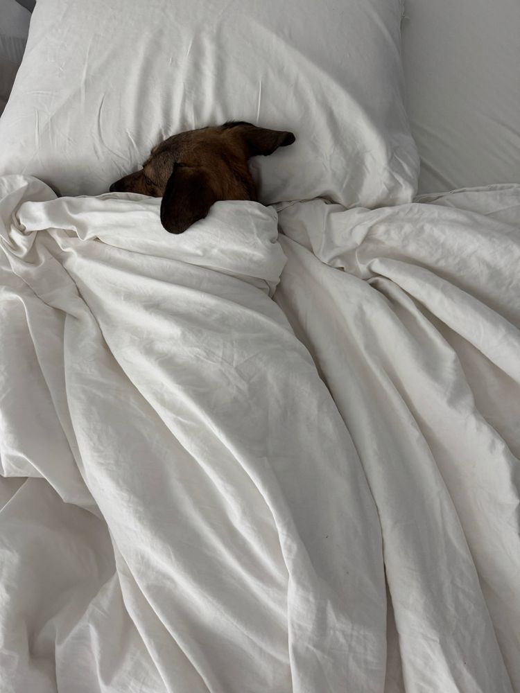 My dog literally tucked into bed