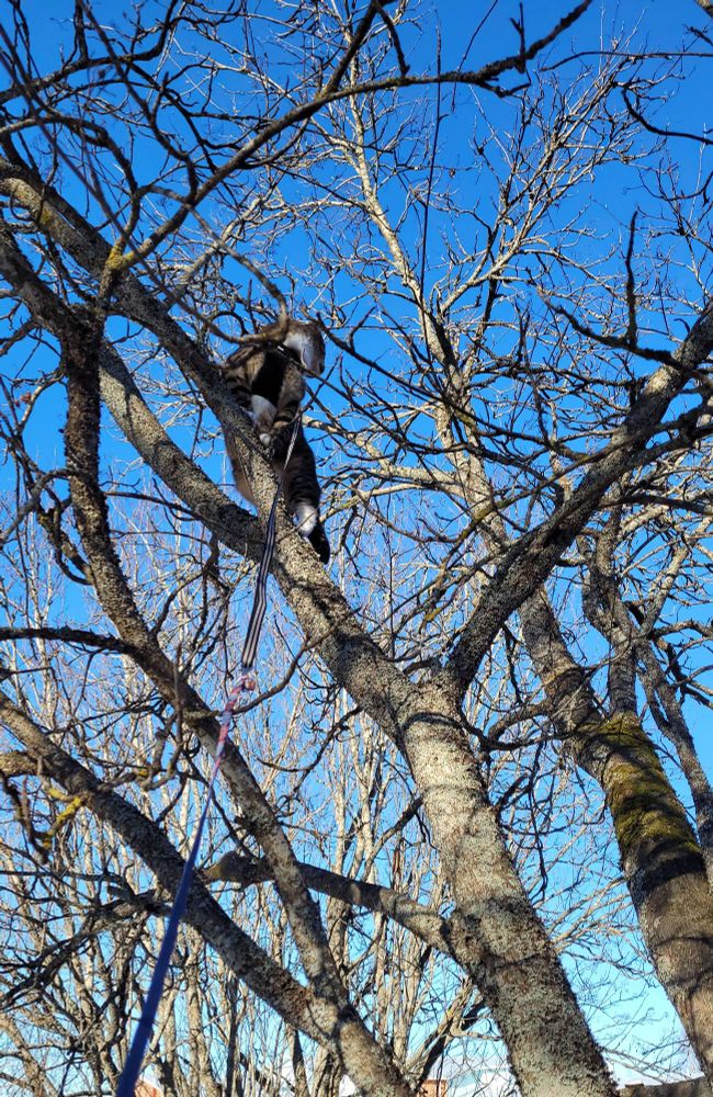 Mauri-kissa on kiivennyt kahden yhteenliitetyn talutushihnan pituudelta korkealle puuhun tähyilemään. 