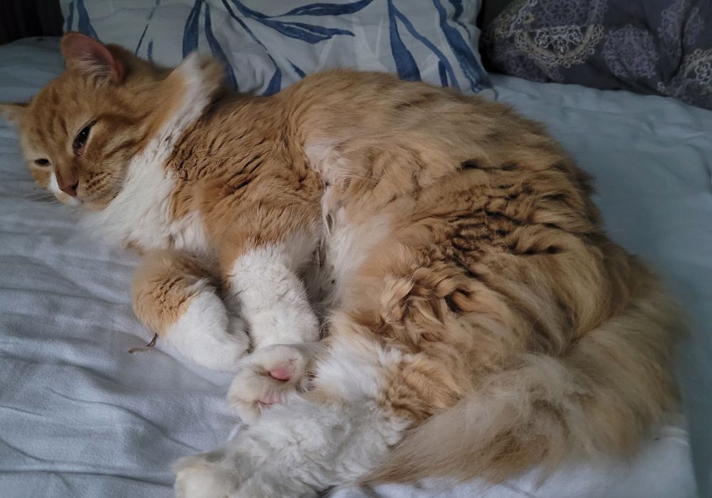 Punavalkoinen kissa makoilee petaamattomalla sängyllä maha täynnä keitettyä seitiä. Turkki on luultavasti täynnä punkkeja.