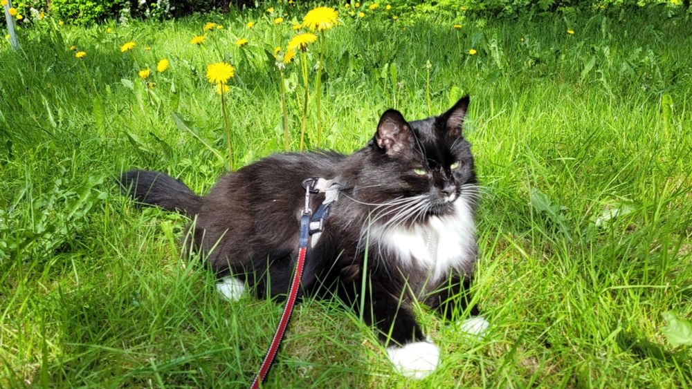 Pyylevä mustavalkoinen Vertti-kissa makaa auringon paisteessa leikkaamattomalla nurmikolla. 