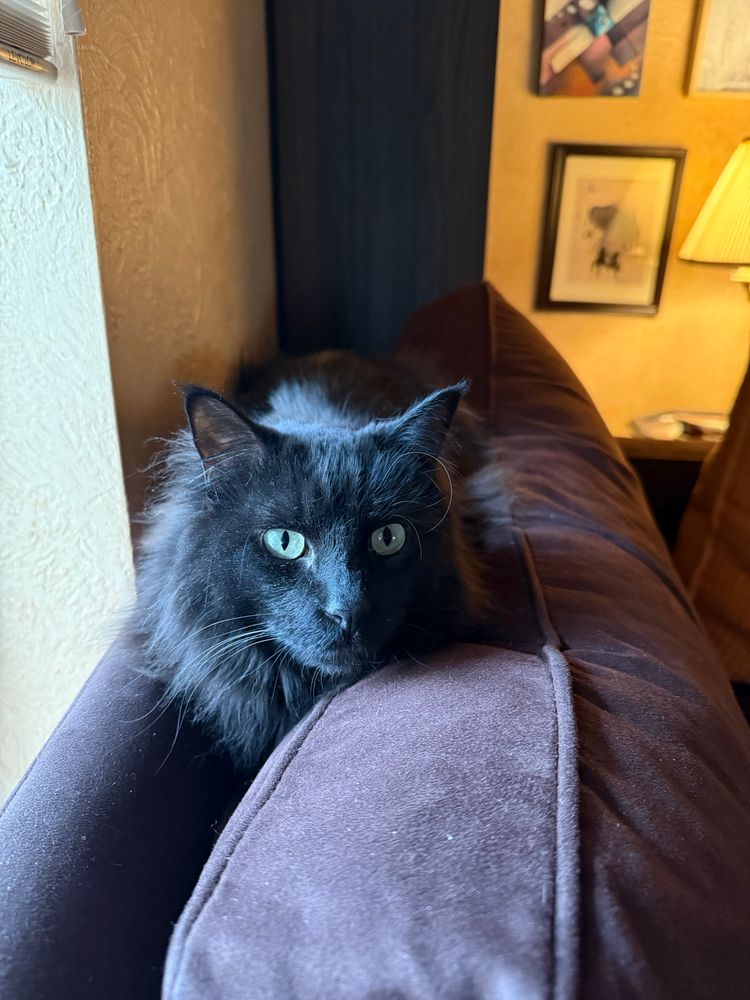My cat sitting in between couch pillows 