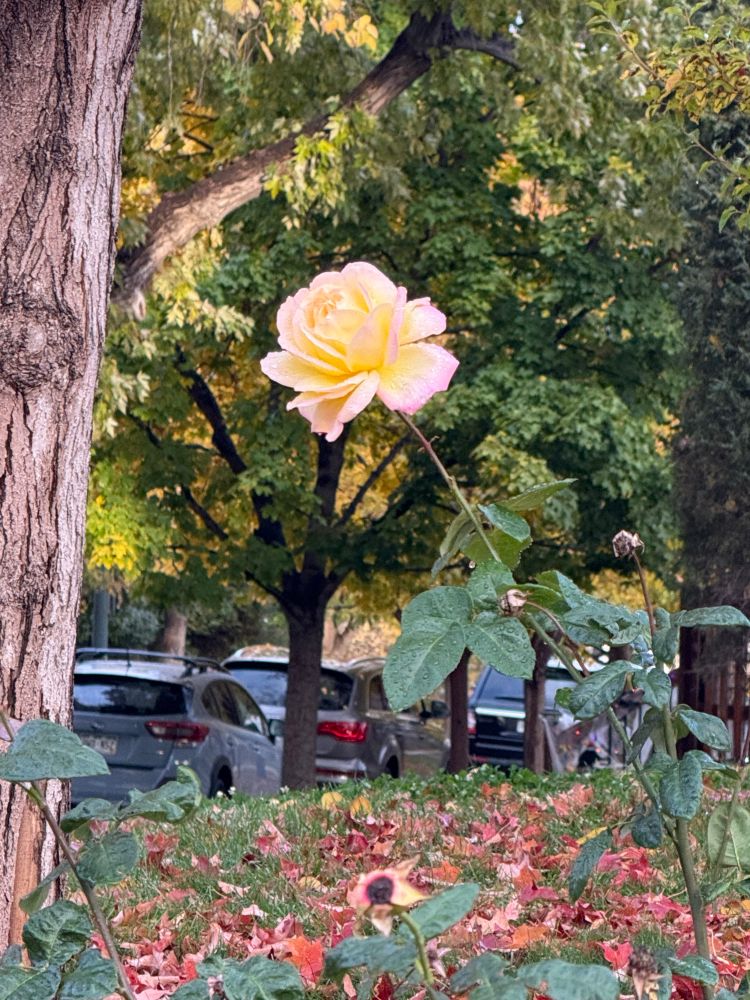 A single rose - yellow and pinkish 