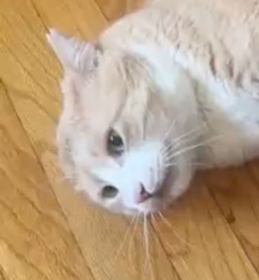 Orange cat with a thousand yard stare