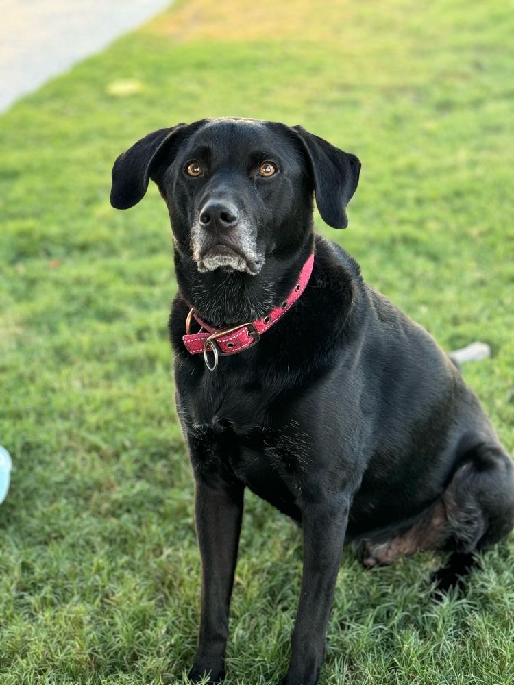 Black lab sitting on a green lawn