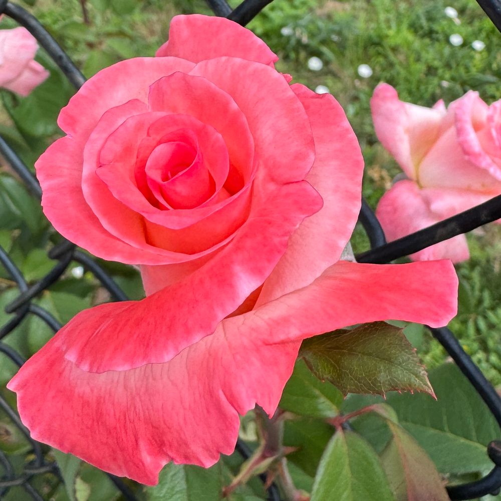 close up of a coral pink rose, half-open with a close internal spiral, poking through a chain link fence