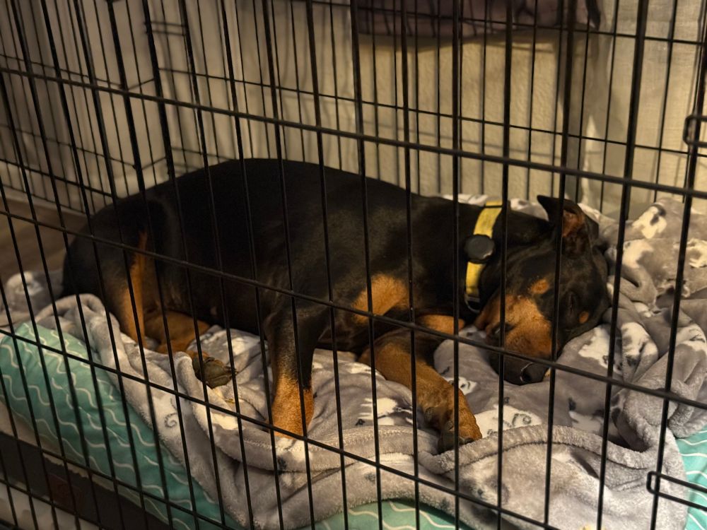 63ln female black and tan Doberman with yellow Dog ID collar lays in a kennel on dog beds and a grey fleece blanket 