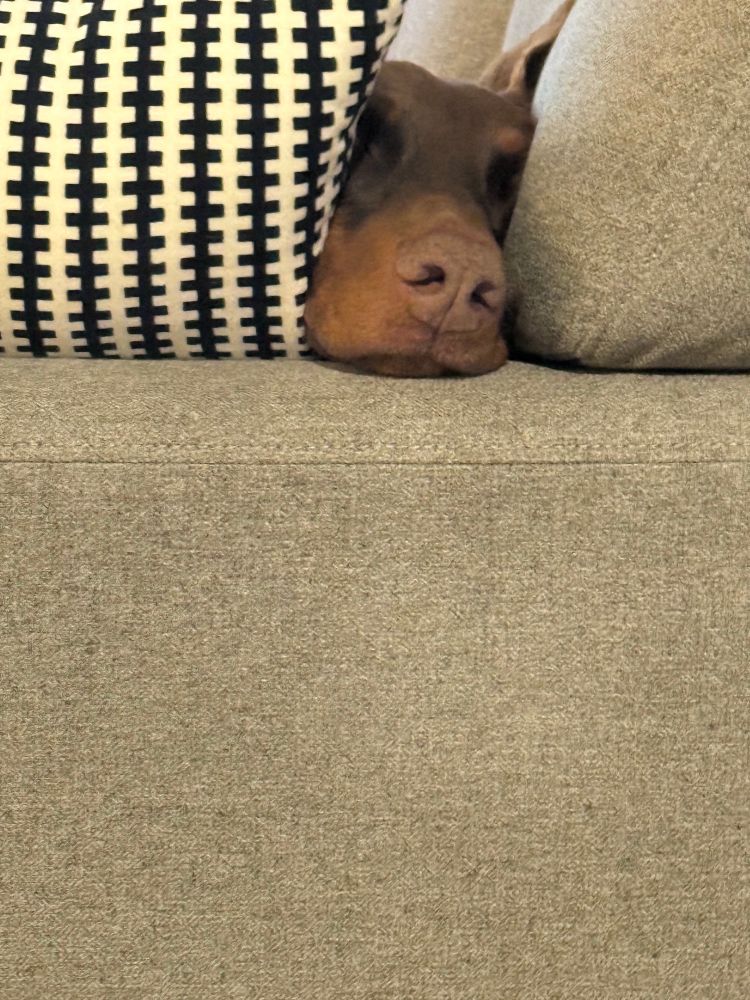 Thor a red male Doberman lays his head on the armrest of the couch in between a throw pillow and the couch cushion 