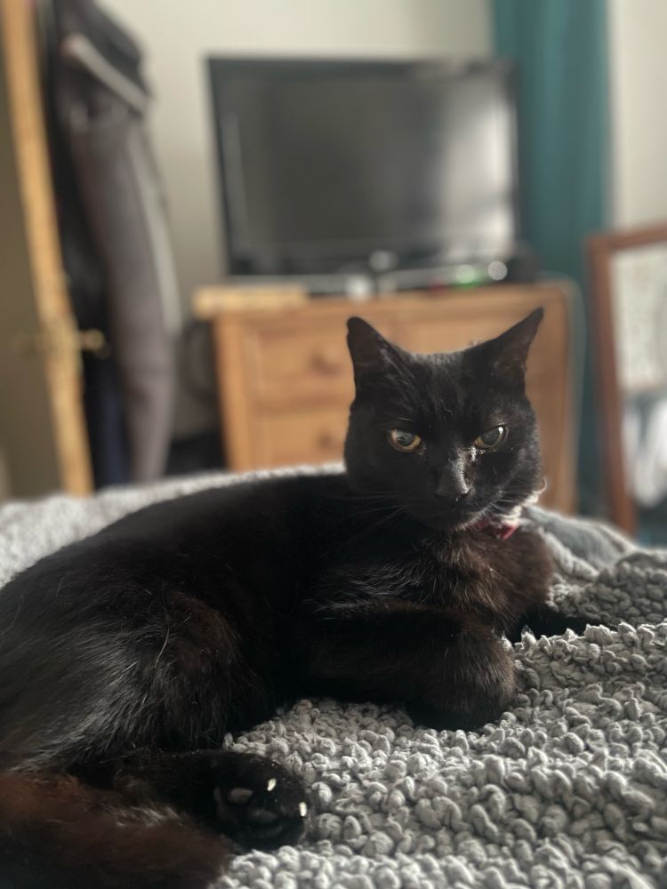 Olga - A small black cat with a red collar laying on a blanket