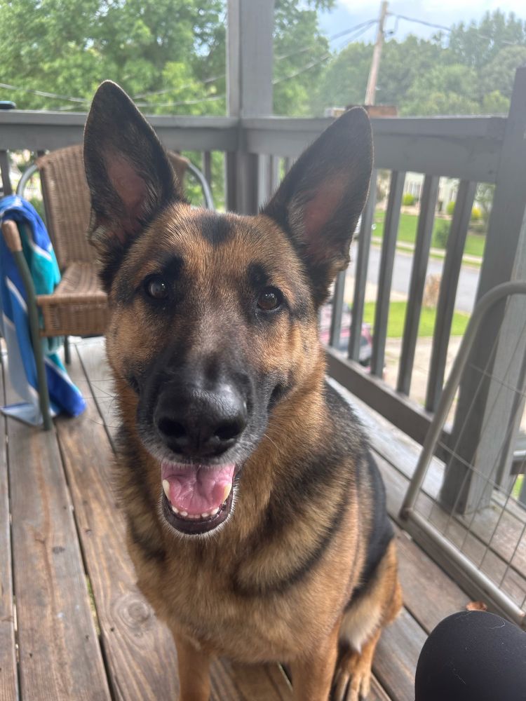 Picture of a German shepherd named Remus