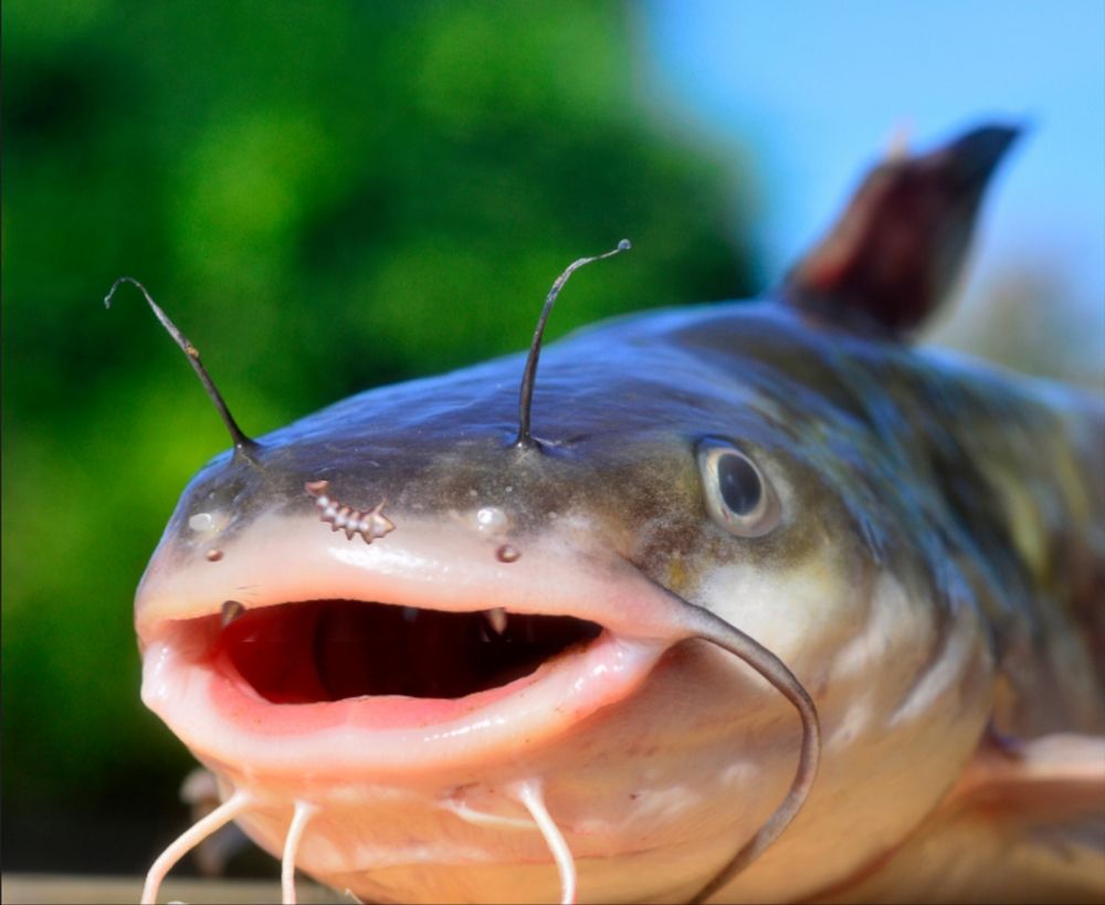 catfish but I've edited my piercings onto it 