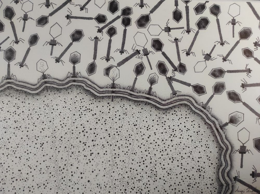 Disegno a penna a sfera di un batterio infettato da batteriofagi (virus) fatto da Luigi Suglia (illustratore scientifico italiano)