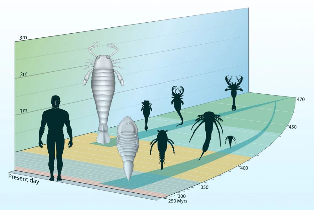 Another excellent abstraction showing Eurypterid gigantism through time. The largest towers over the strangely comical human shadow. I found this image on Minimuseum but can’t find the original source- if you made this please let me know so I can credit you!