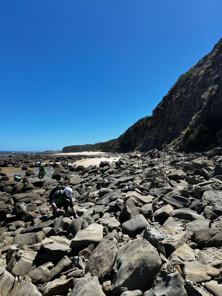 The vast crumbling cliffsides of the eastern Victorian coast (that’s Victoria, Australia- I haven’t yet mastered time travel). These boulders have yielded material from both large and small dinosaurs through the end of the Cretaceous, telling us more about polar dinosaurs. The weather is nice. The boulders are crawling with hard hatted scientists, who are nose deep in the rocky contents.