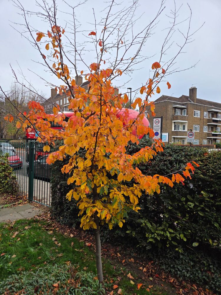 Urban garden scene. A small tree shedding leaves. The leaves are all vivid shades of yellow, orange, red. Behind it, a fence. behind that, a busy road. A red double decker bus underway. Blocks of flats. 