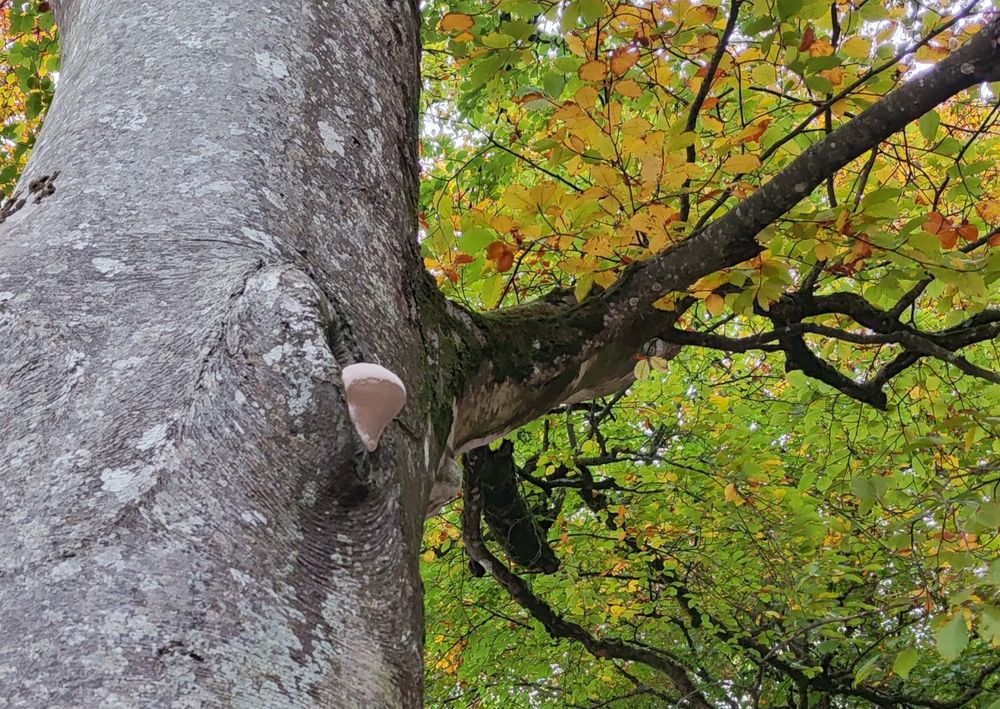 Photo of a smooth white hemisphere fungus up on a tree knot.