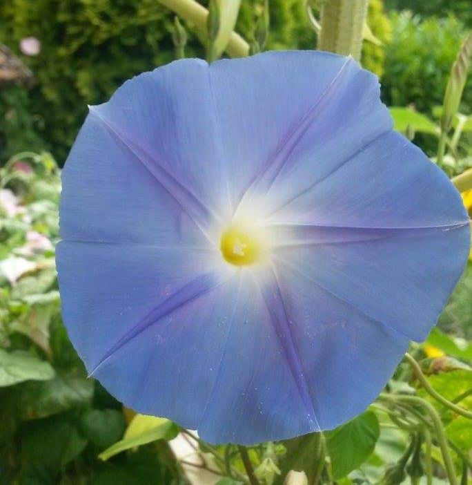 Große himmelblaue Trichterblüte einer Prunkwinde mit hell gelbem Auge