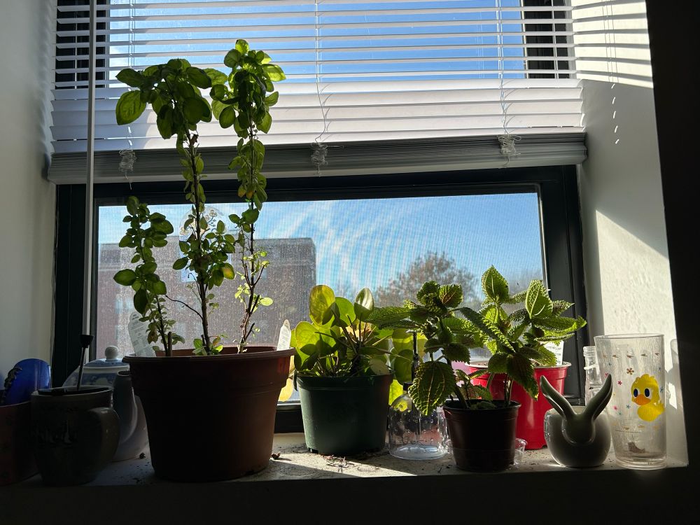 A leggy basil plant, a money plant, and a new pilea moon valley plant 