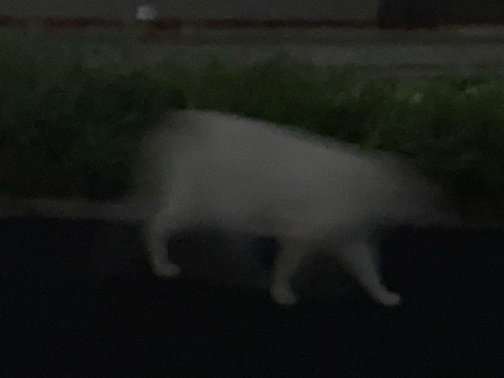 夜の道で素早く通り過ぎる白猫のようなものの写真。頭部と尻尾に当たる部分がぶれて不鮮明になっており、精霊馬のようなフォルムになっている。