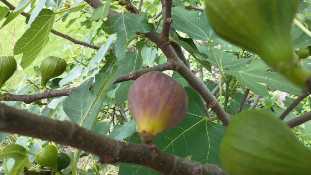 Feigen am Baum. Eine ist reif.