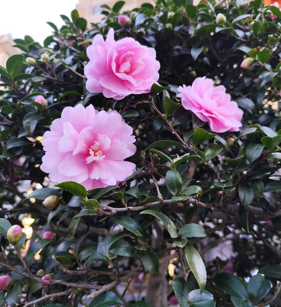 開花した桃色のさざんか3輪、周りにもつぼみがたくさんある垣根